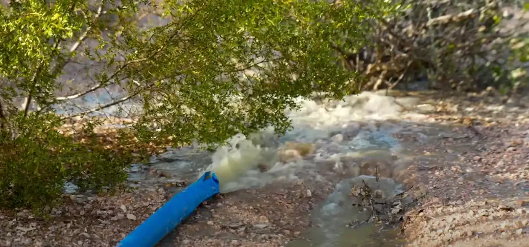 Wide image of the ground of a wooded area upon which a long, blue, rubber hose is pushing out gray water onto leaves. 