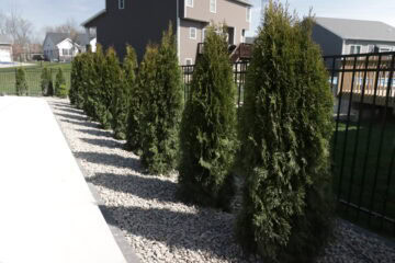 Landscape photo of a row of trees extending from the bottom right corner of the image towards the upper middle-left quarter of the image. The trees rest in a rock bed between a black fence and a white patio. Grass and additional houses can be seen in the background.
