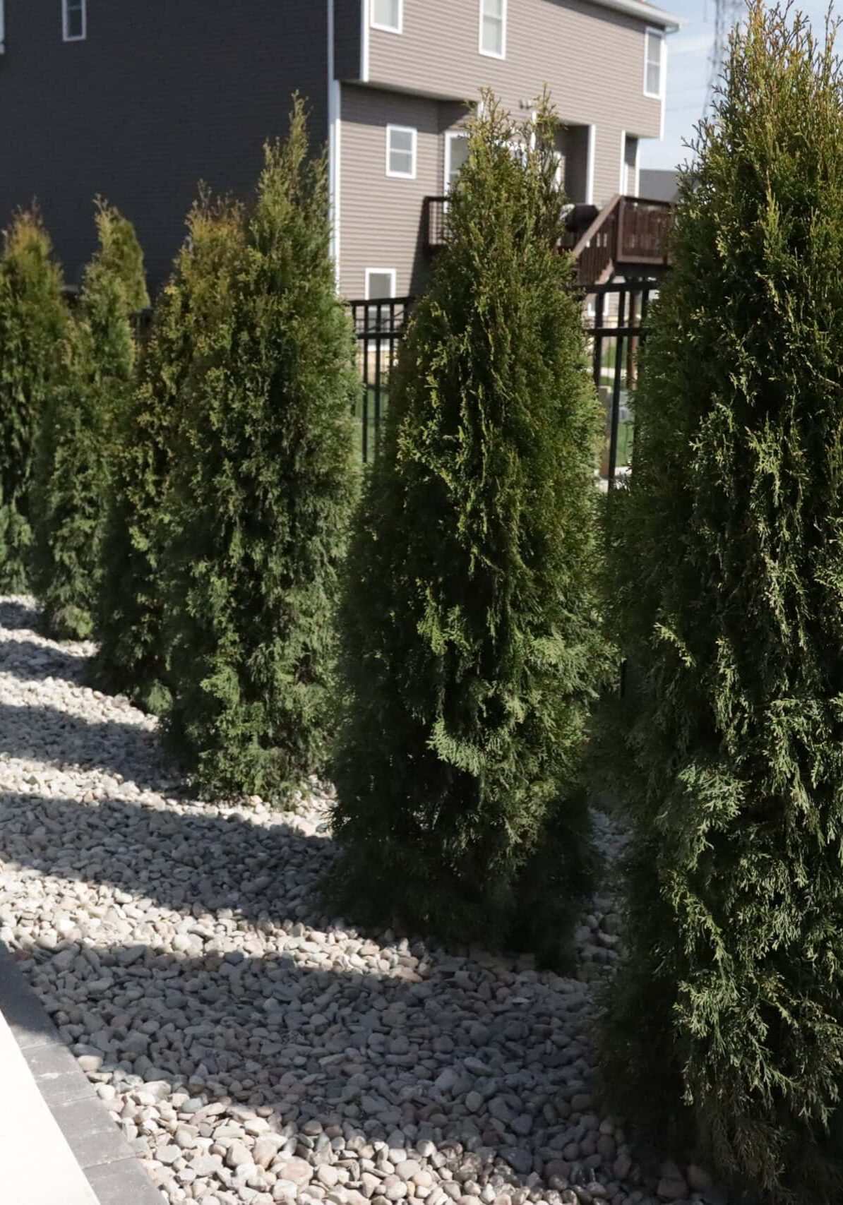 Landscape photo of a row of trees extending from the bottom right corner of the image towards the upper middle-left quarter of the image. The trees rest in a rock bed between a black fence and a white patio. Grass and additional houses can be seen in the background.