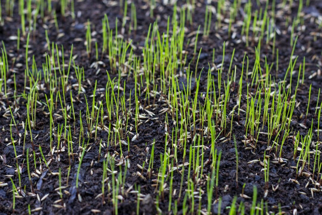 Closeup image of multiple blades of grass growing out of recently seeded soil.