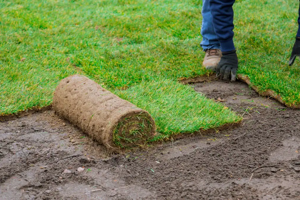 Medium-wide shot of a small portion of sodded grass being rolled onto the corner of a square patch of dirt surrounded by grass.
